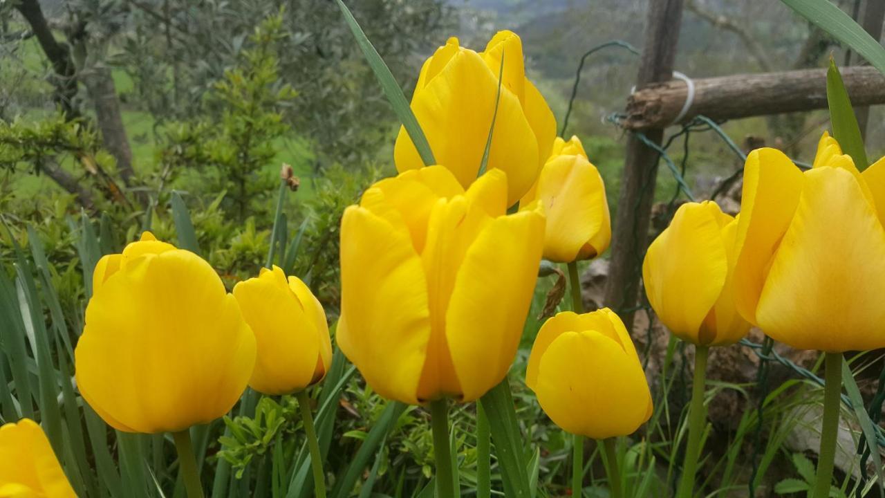 Bed & Breakfast Casa Lisetta Valtopina Dış mekan fotoğraf