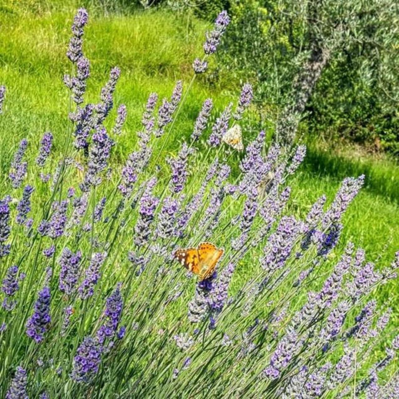 Bed & Breakfast Casa Lisetta Valtopina Dış mekan fotoğraf